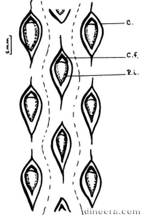 Protopinakodendron manderschedii 01 cc