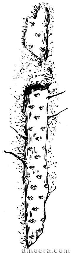 Protosolanus distans 01 cc