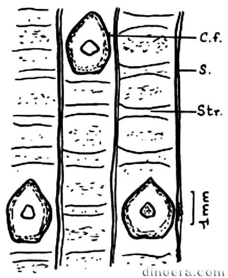 Protosolanus fauchouxi 01 cc