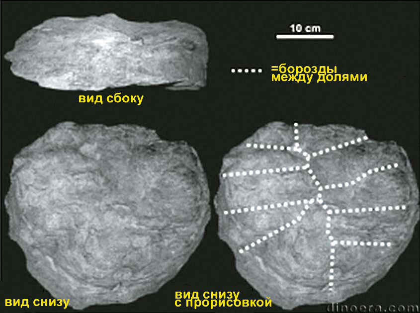 Protostigmaria eggertiana 09 cc