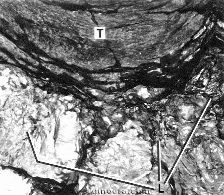 Protostigmaria eggertiana 11 cc