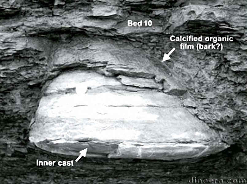 Protostigmaria eggertiana 14 cc
