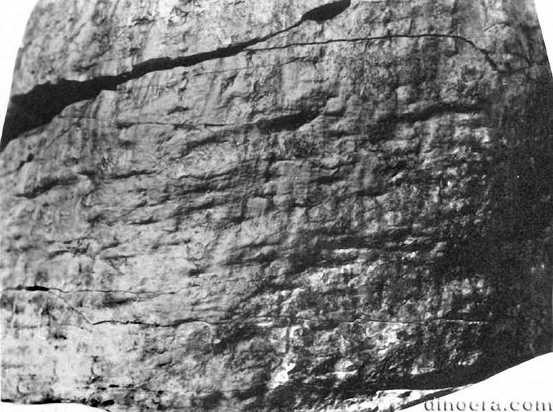 Protostigmaria eggertiana 15 cc