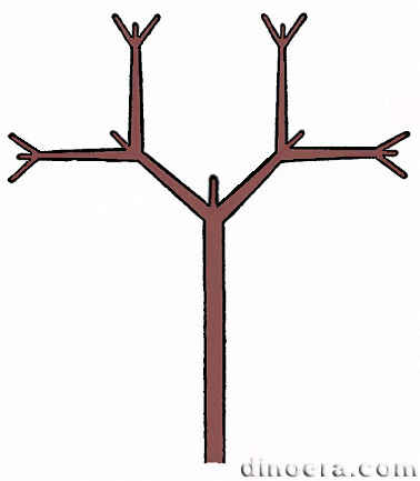 Pseudodichotomic 01 cc