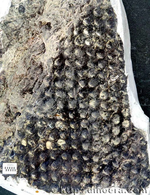 Pseudolepidodendropsis carneggianum 02
