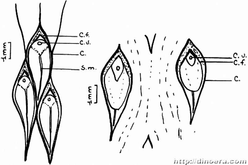 Pseudolepidodendropsis klitzchi 01-02 cc