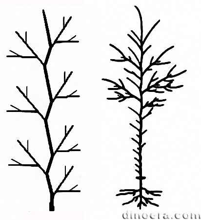 Pseudomonopodial 01 cc