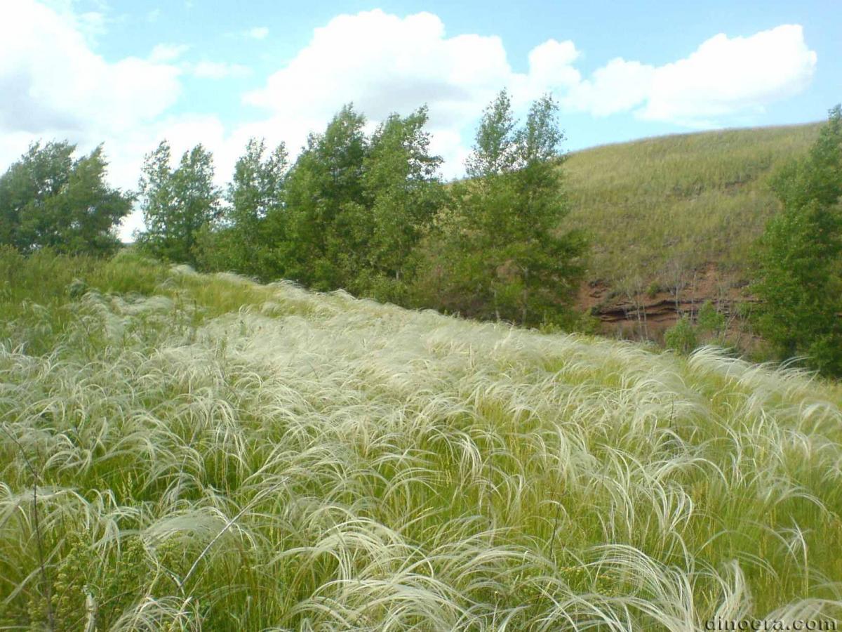 Samaria concinna Samaria concinna