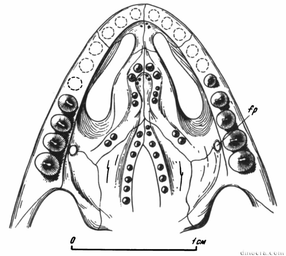 Samaria concinna Samaria concinna