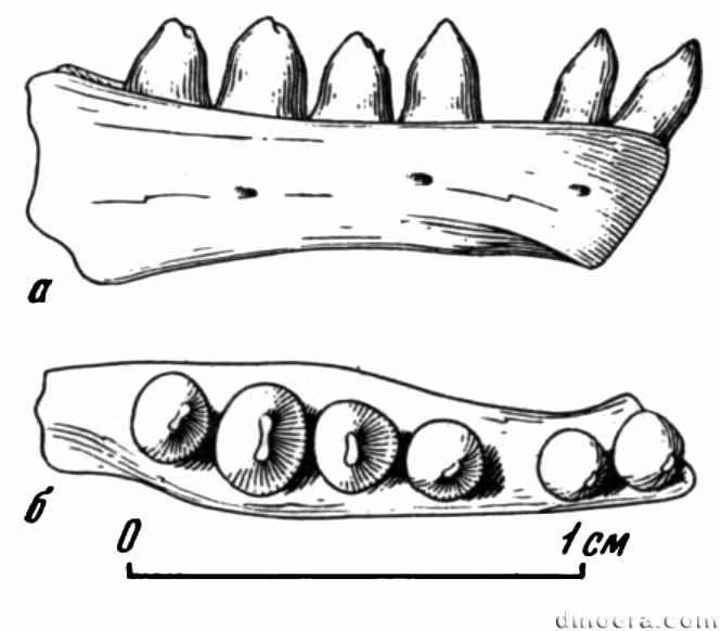 Samaria concinna Samaria concinna