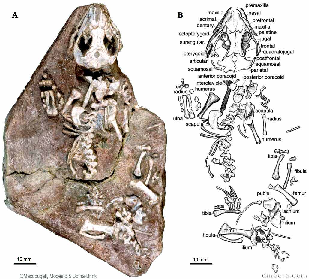 Sauropareion anoplus