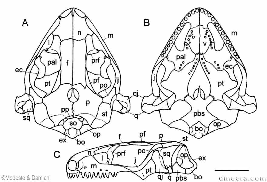 Sauropareion anoplus