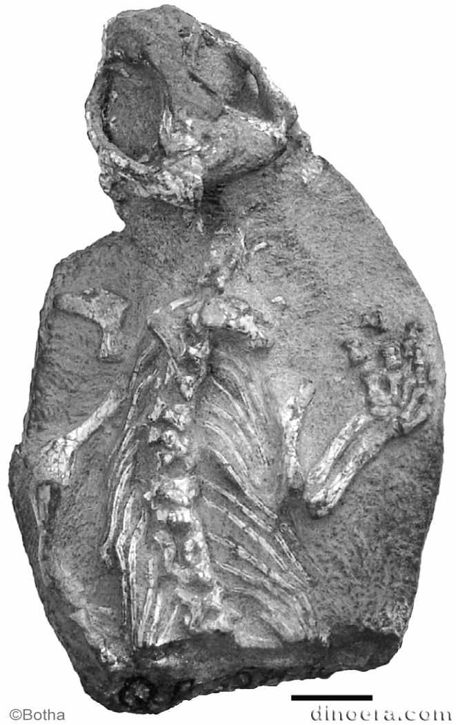 Sauropareion anoplus