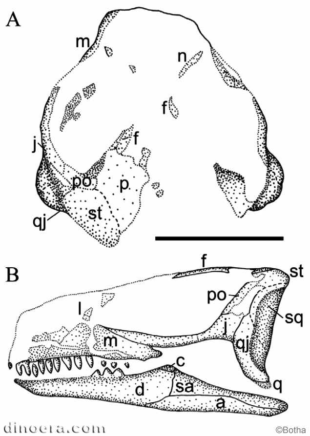 Sauropareion anoplus