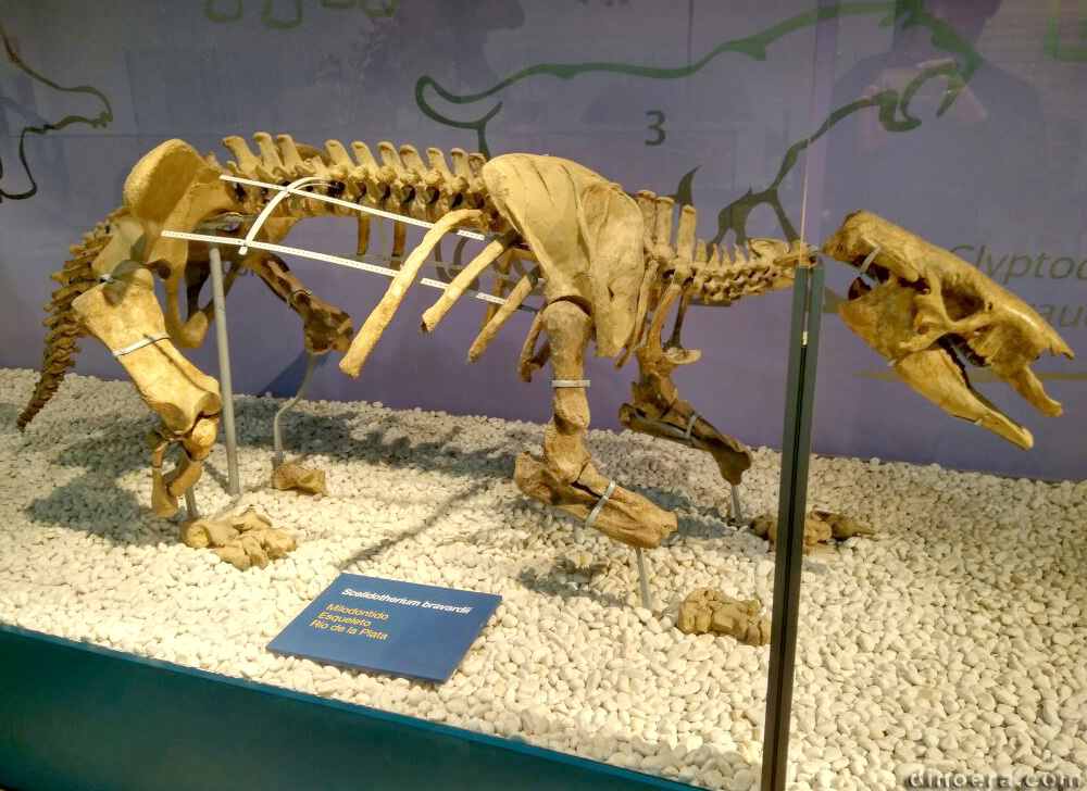 Scelidotherium bravardii