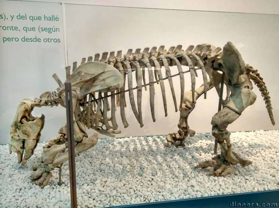 Scelidotherium carlesi