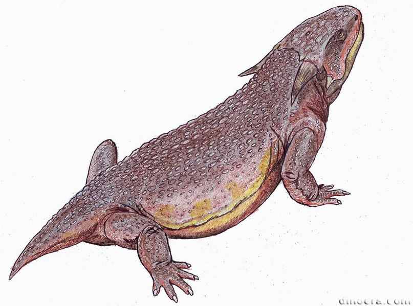 Sclerosaurus armatus Sclerosaurus armatus