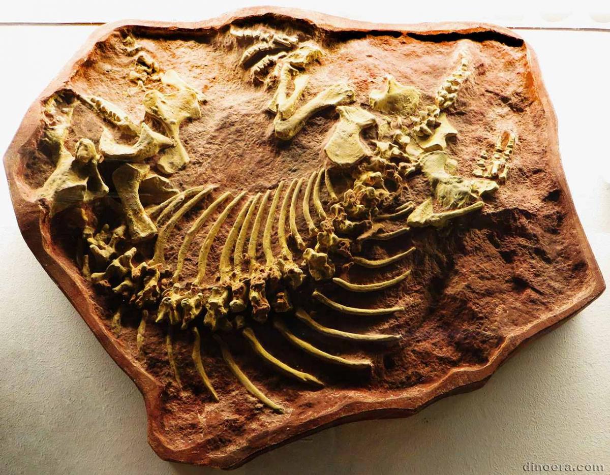 Sclerosaurus armatus Sclerosaurus armatus