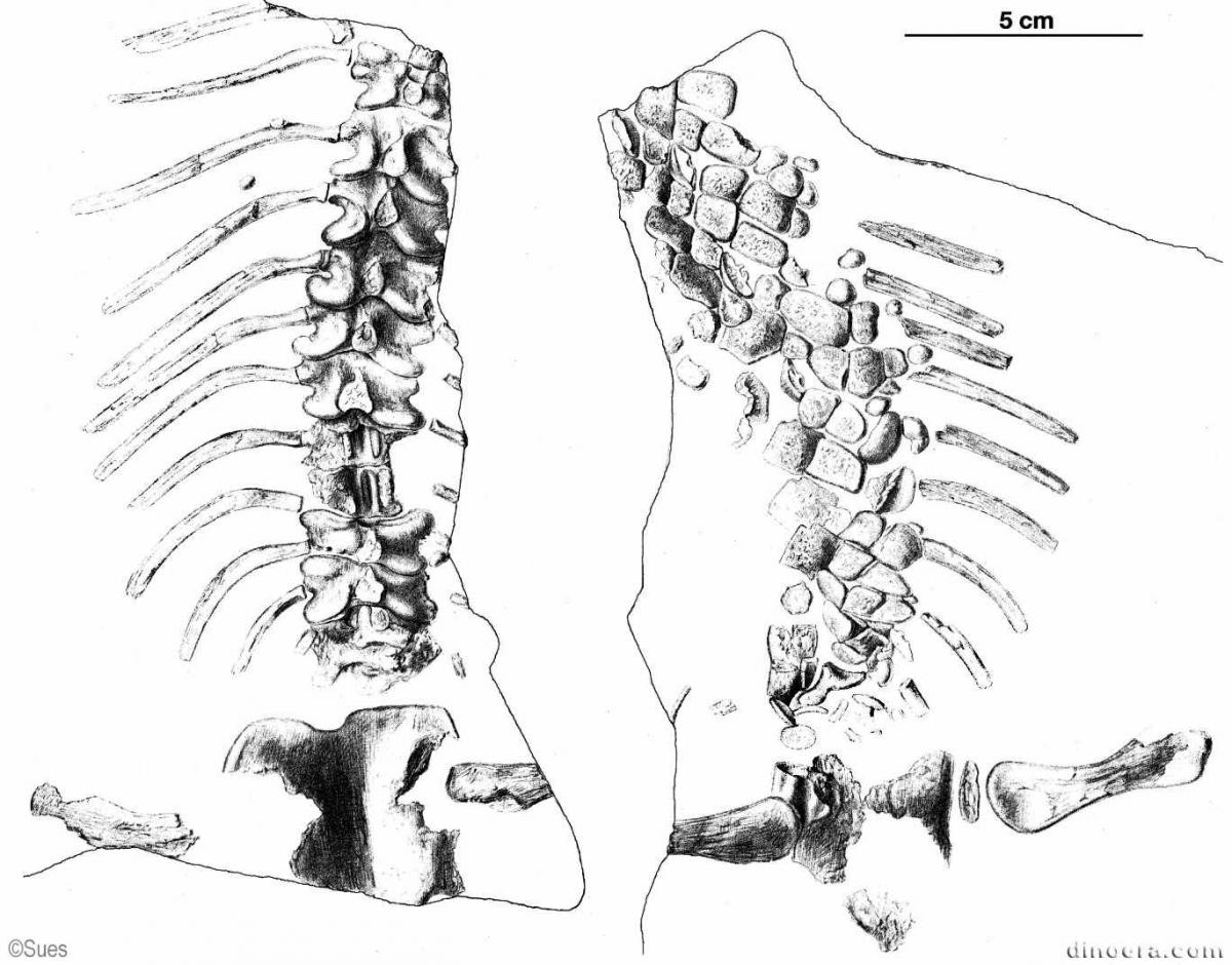 Sclerosaurus armatus Sclerosaurus armatus