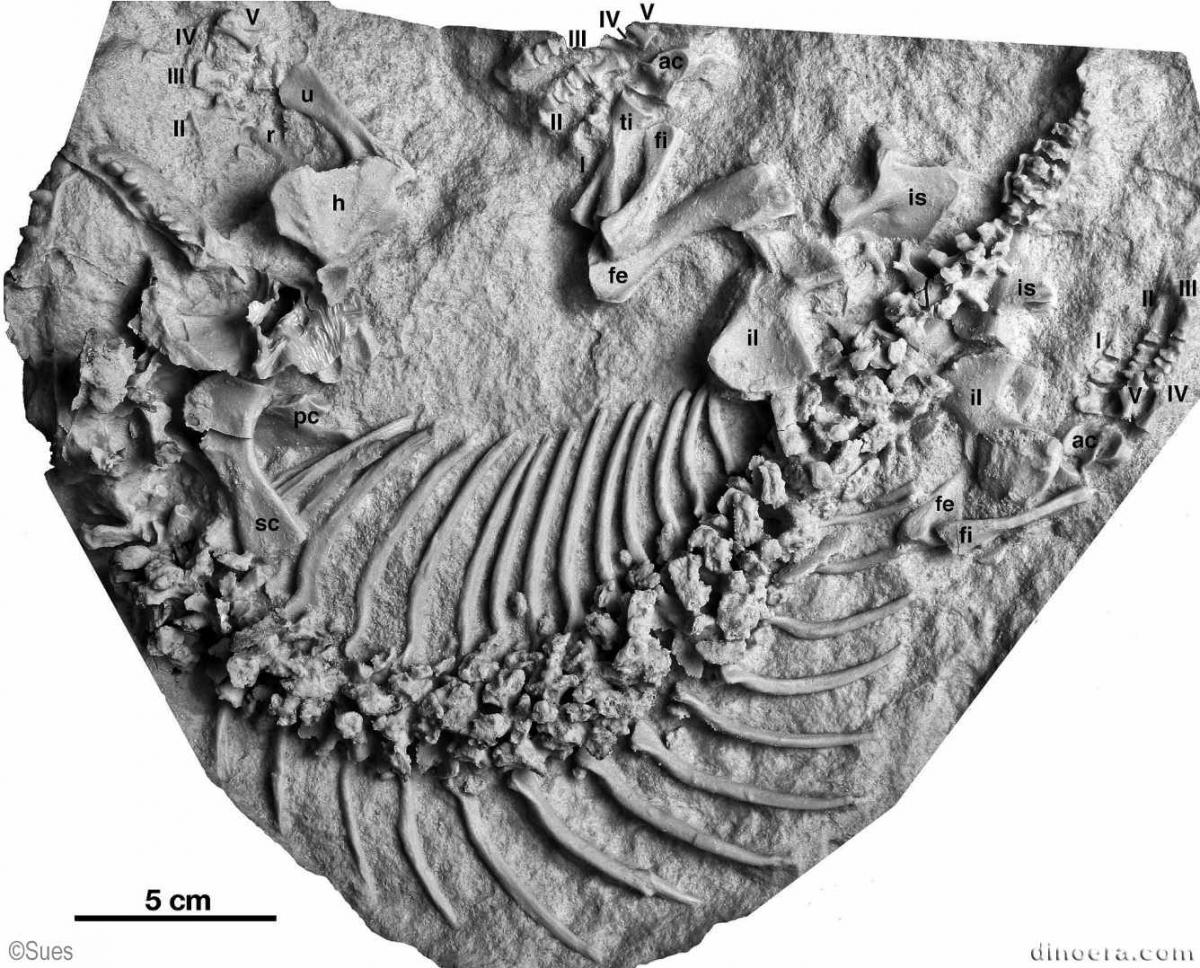 Sclerosaurus armatus Sclerosaurus armatus