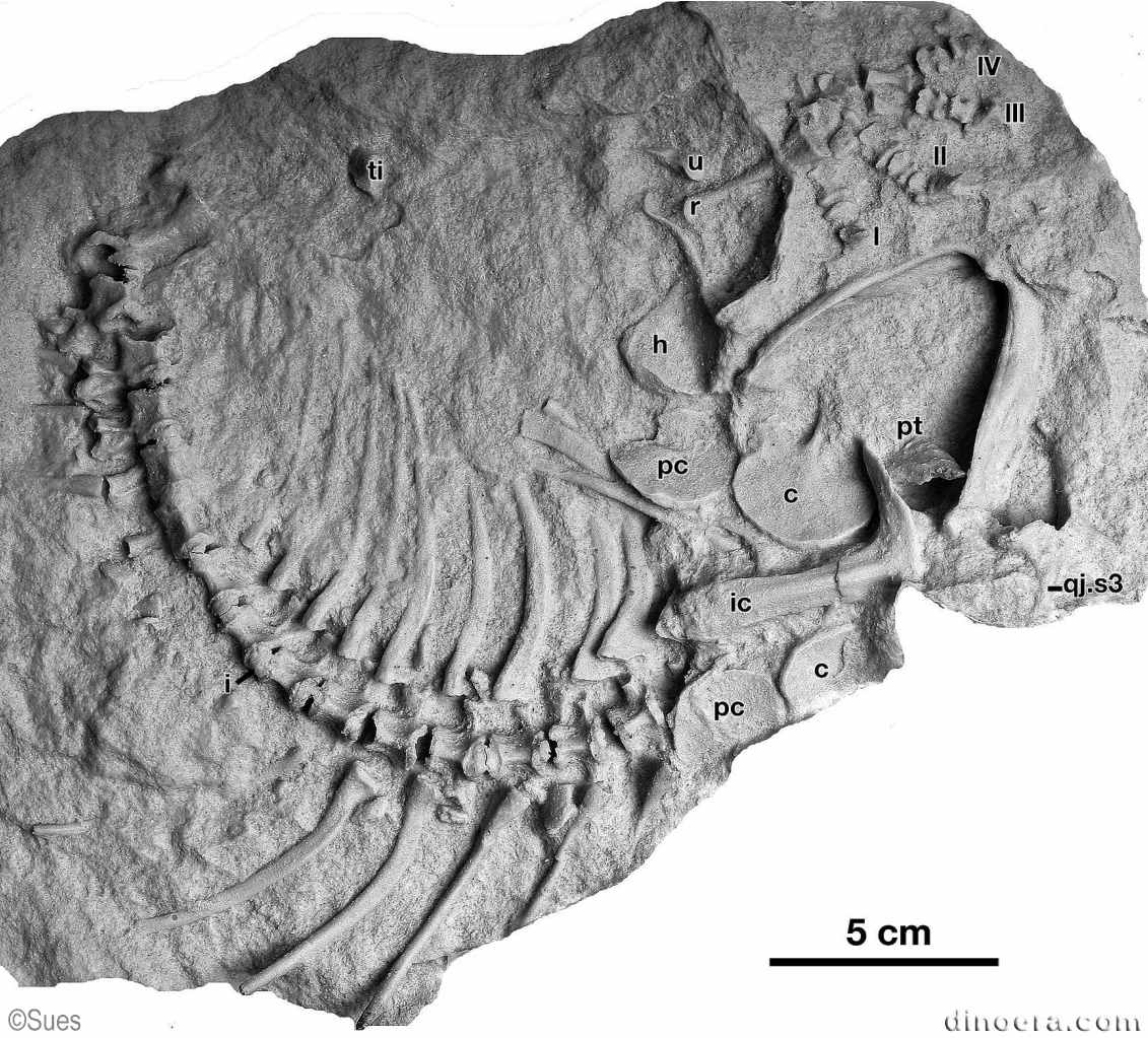 Sclerosaurus armatus Sclerosaurus armatus
