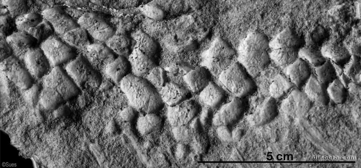 Sclerosaurus armatus Sclerosaurus armatus