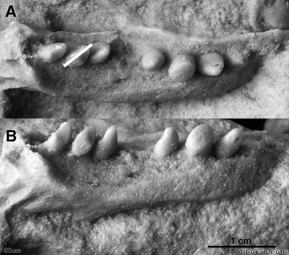 Sclerosaurus armatus Sclerosaurus armatus