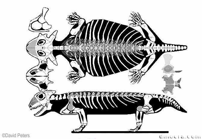 Sclerosaurus armatus Sclerosaurus armatus
