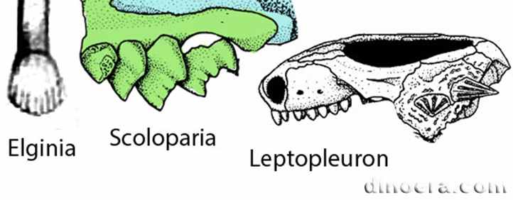 Scoloparia glyphanodon Scoloparia glyphanodon