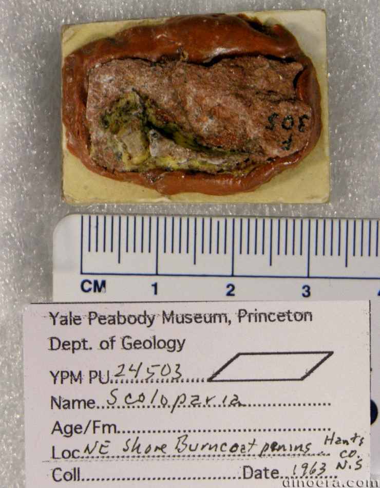 Scoloparia glyphanodon