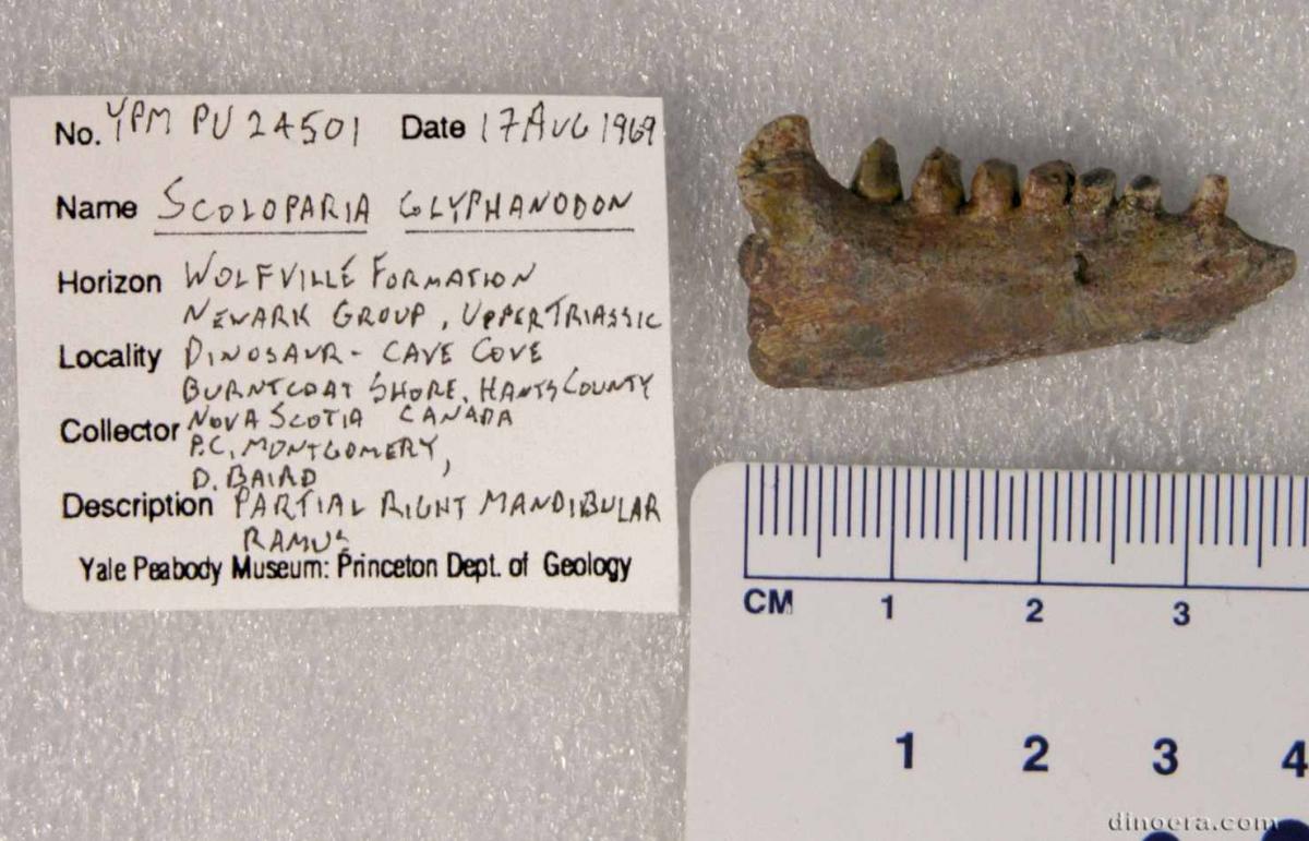 Scoloparia glyphanodon