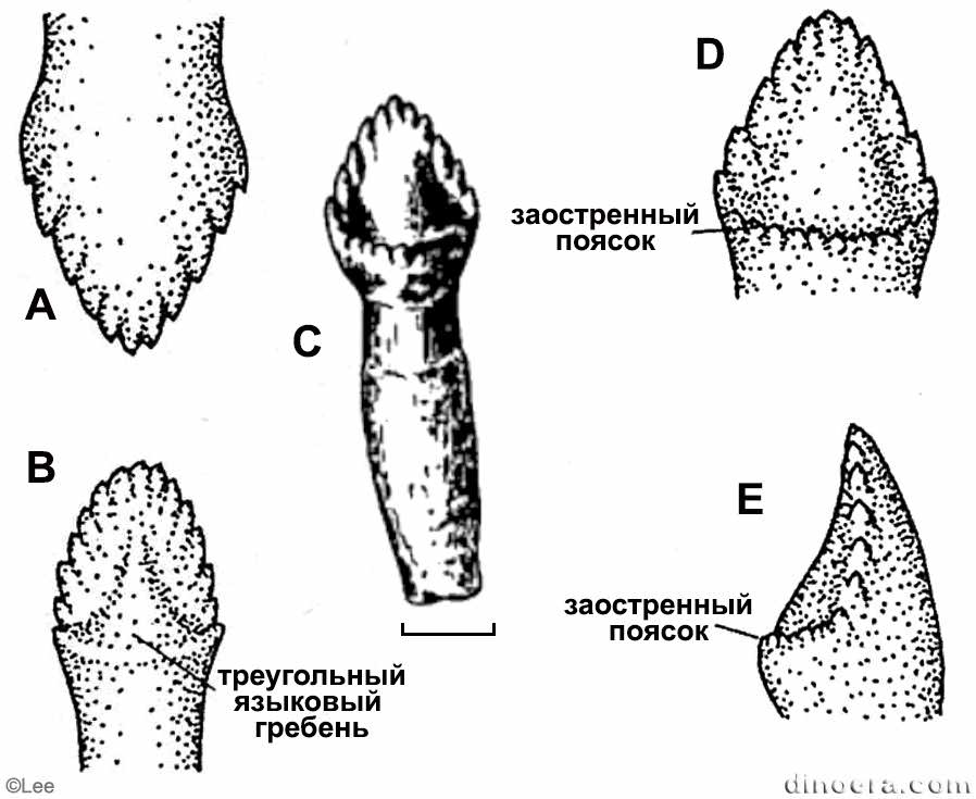 Scutosaurus karpinskii