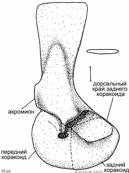 Scutosaurus karpinskii