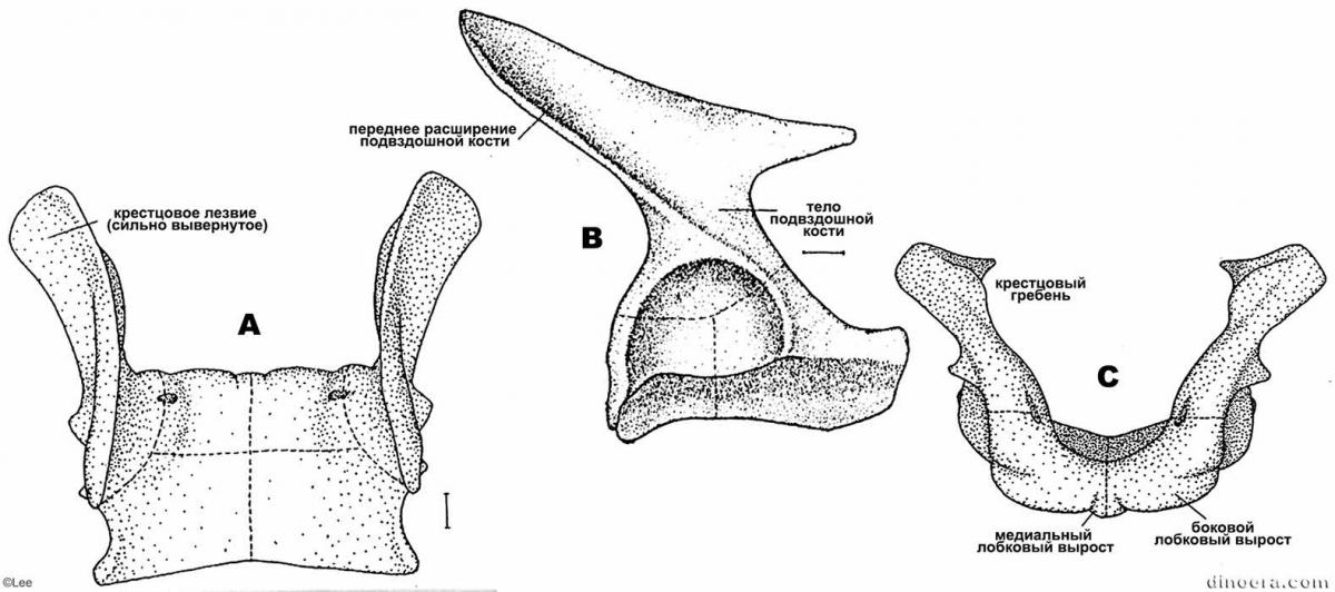 Scutosaurus karpinskii