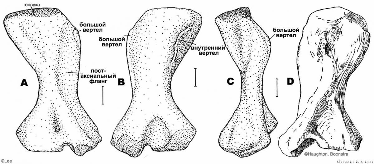 Scutosaurus karpinskii