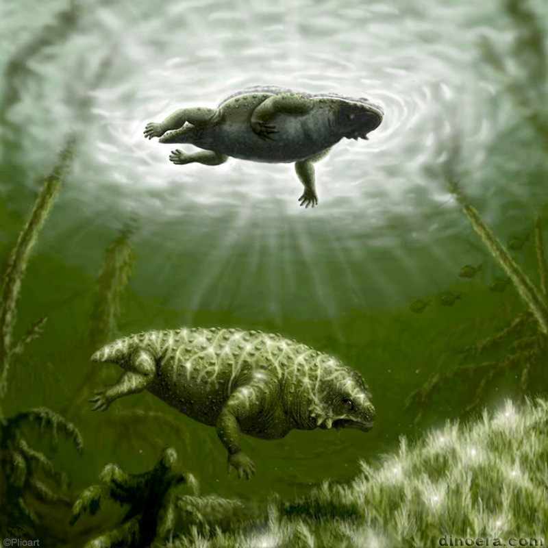Scutosaurus karpinskii