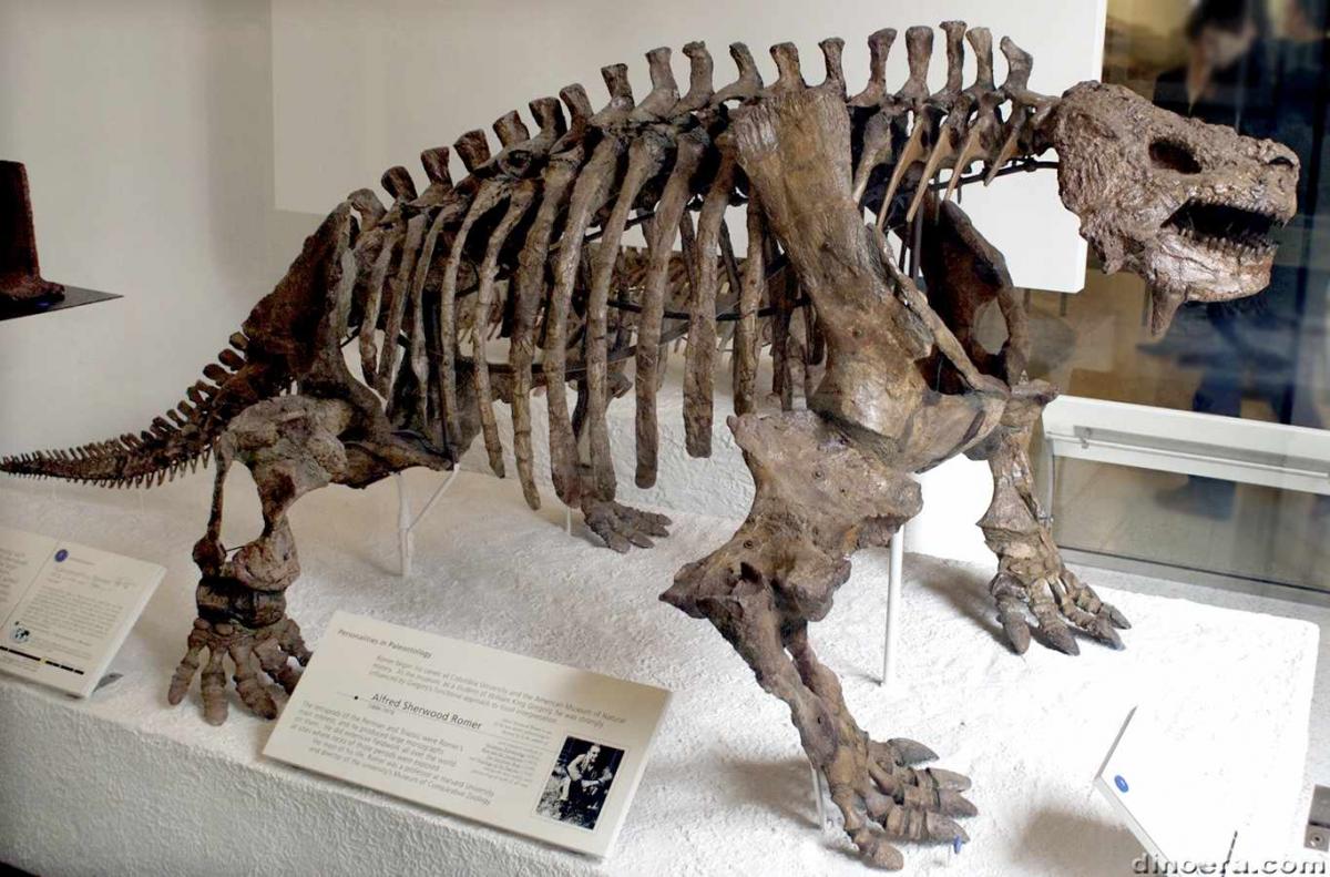 Scutosaurus karpinskii