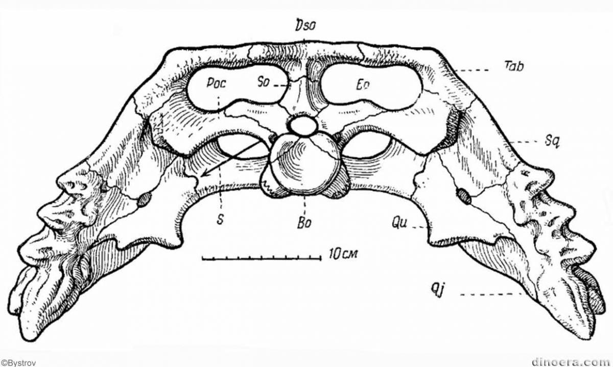 Scutosaurus karpinskii