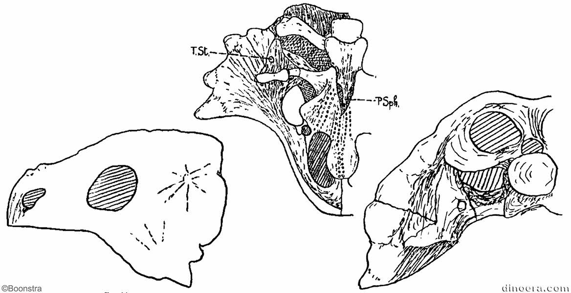 Scutosaurus karpinskii
