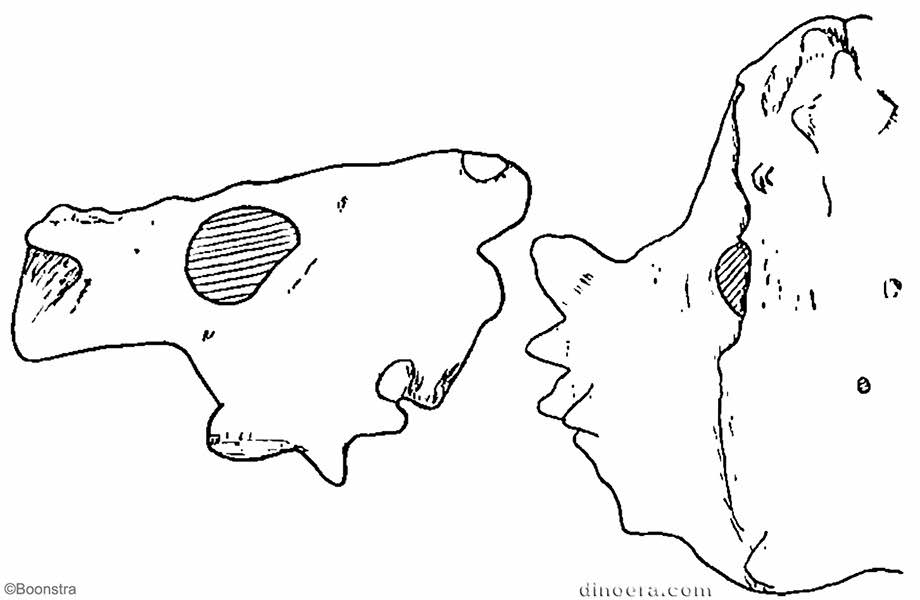 Scutosaurus karpinskii