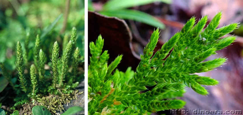 Selaginella