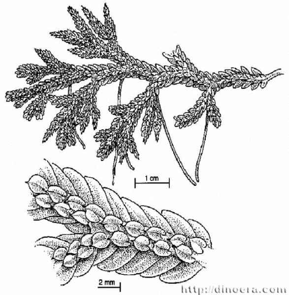 Selaginella