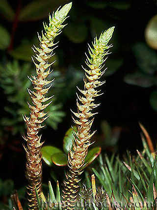 Selaginella deflexa
