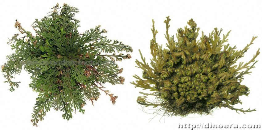 Selaginella lepidophylla