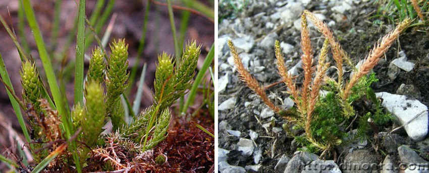 Selaginella selaginoides