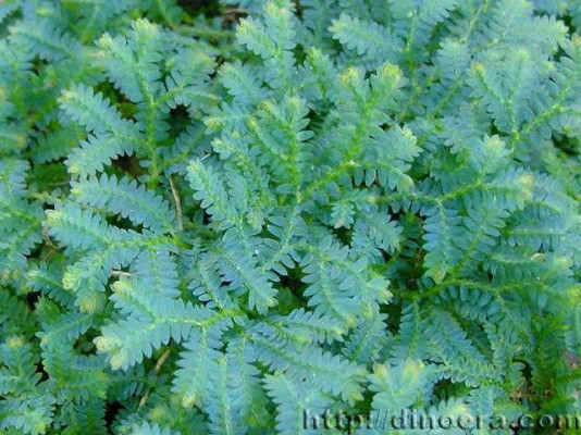 Selaginella uncinata