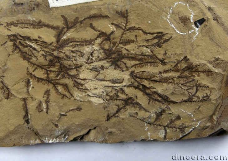 Selaginellites  chaoyangensis 01 cc