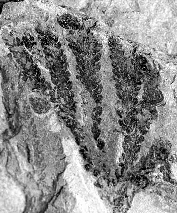 Selaginellites coburgensis 03 cc