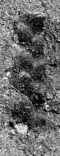 Selaginellites coburgensis 07 cc