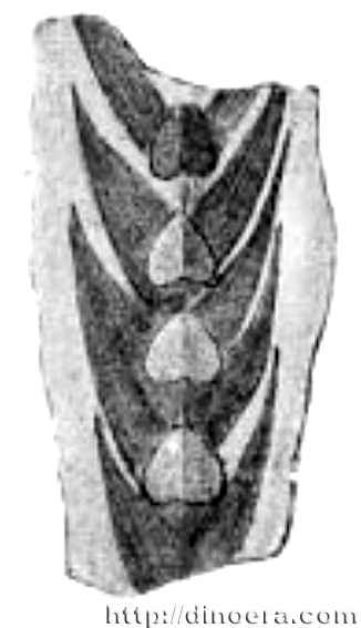 Selaginellites elongates